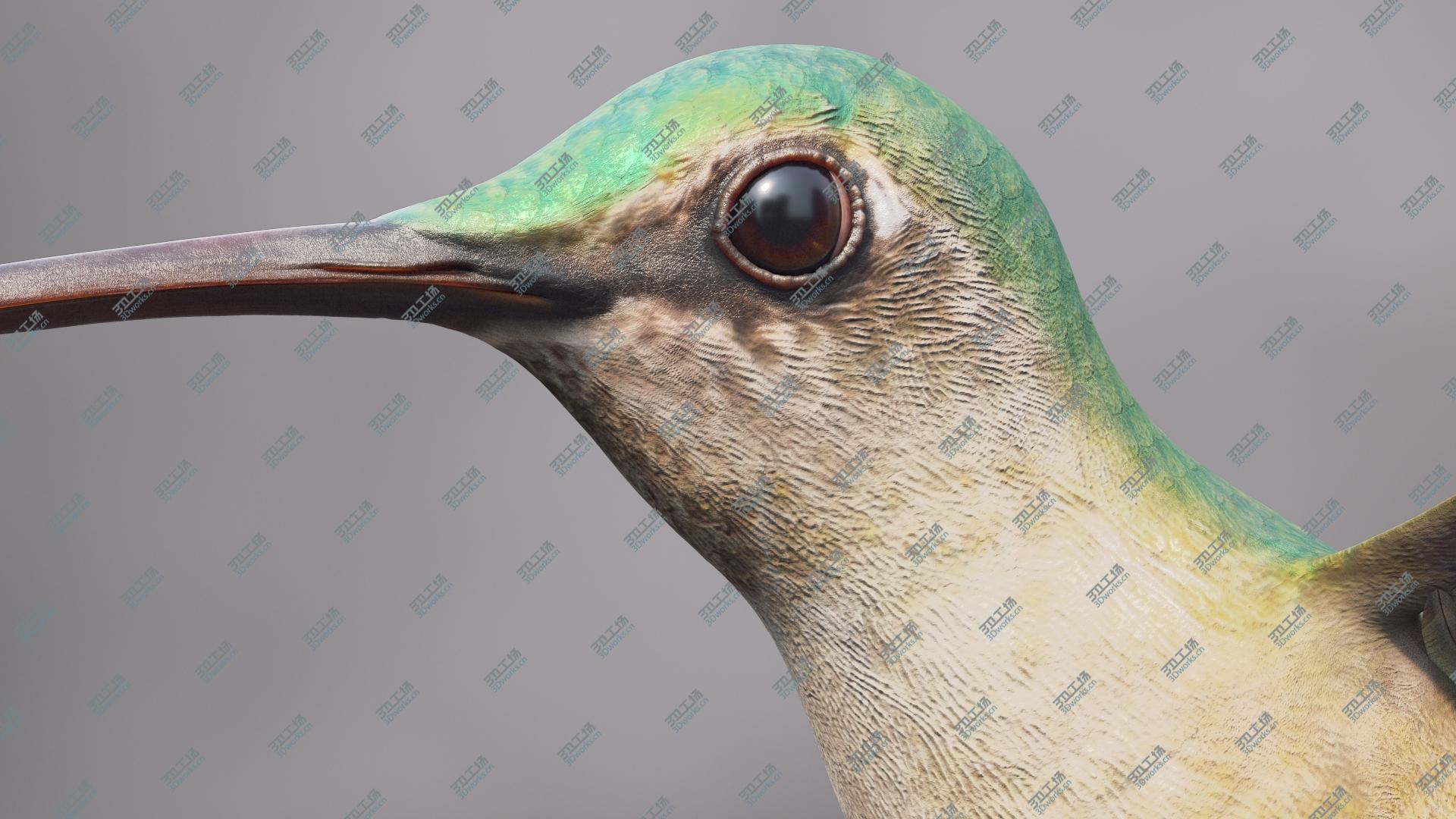 images/goods_img/2021040233/Hummingbird 3D model/5.jpg